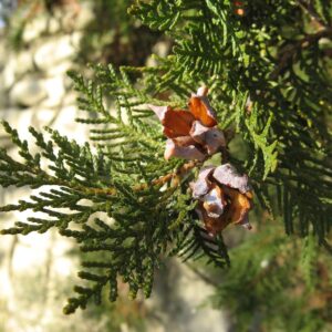 Graines de Platycladus orientalis - graines de Thuya de Chine