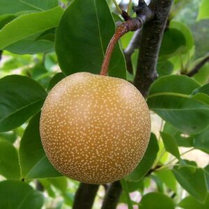 Fructification de Pyrus pyrifolia, Fruit sur pied de Nashi, Graines de Pyrus pyrifolia, Graines de Nashi