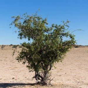 Vue générale de Salvadora persica ou Arbre à brosse à dents