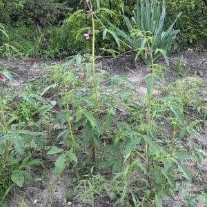 Graines de Sesamum indicum nigrum L - graines de Sésame