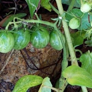 Graines de Solanum lycopersicum - graines de tomate 'Artisan Green Tiger'