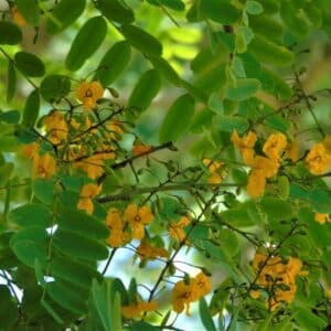 Feuillage et inflorescence de Tipuana tipu, Feuilles et fleurs de Tipa, Graines de Tipuana tipu, Graines de Tipa