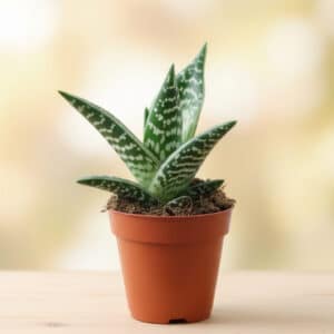 Gonialoe variegata, Aloe compact panaché, Plant de Gonialoe variegata, Plant d'Aloe compact panaché