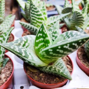 Gonialoe variegata, Aloe compact panaché, Plants de Gonialoe variegata, Plants d'Aloe compact panaché