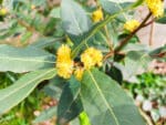 Feuilles et fleurs de Laurus nobilis, Infloresences de Laurier noble, Fleurs de Laurier, Fleurs de Laurier sauce