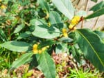 Feuilles et fleurs de Laurus nobilis, Infloresences de Laurier noble, Fleurs de Laurier, Fleurs et feuilles de Laurier sauce