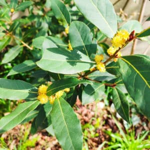 Feuilles et fleurs de Laurus nobilis, Infloresences de Laurier noble, Fleurs de Laurier, Fleurs et feuilles de Laurier sauce