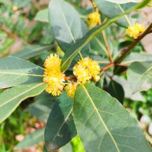 Feuilles et fleurs de Laurus nobilis, Infloresences de Laurier noble, Fleurs de Laurier, Fleurs de Laurier sauce