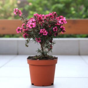 Plant de Leptospermum scoparium, Plant de Manuka en pot