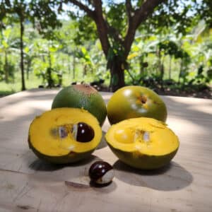 Pouteria lucuma, Fruits et graines de Lucuma, Fruits et graines de Pouteria lucuma, fruits de lucuma