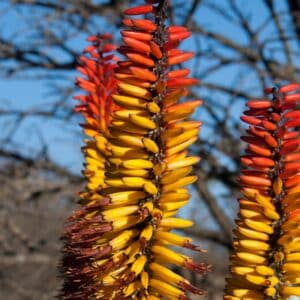 Graines d'Aloe spectabilis - graines d'Aloe spectaculaire