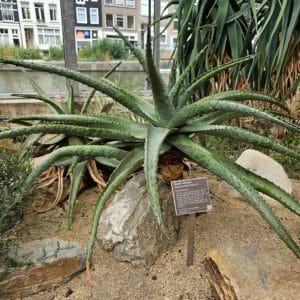 Culture d'Aloe spectabilis, Vue générale de l'Aloès du Natal, Aloe spectabilis, Aloès du Natal