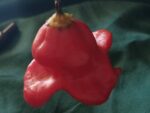 Graines de Capsicum Baccatum Bishop's Crown - Graines de Piment Bishop's Crown