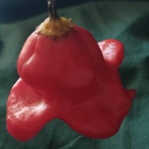 Graines de Capsicum Baccatum Bishop's Crown - Graines de Piment Bishop's Crown
