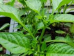 Graines de Capsicum Baccatum Bishop's Crown - graines de Piment Bishop's Crown