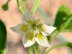 Graines de Capsicum Baccatum Bishop's Crown - graines de Piment Bishop's Crown
