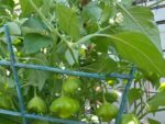 Graines de Capsicum Baccatum Bishop's Crown - graines de Piment Bishop's Crown