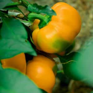 Graines de Capsicum annuum - graines de Piment 'Orange Koral'