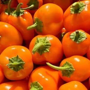 Graines de Capsicum annuum - graines de Piment 'Orange Koral'