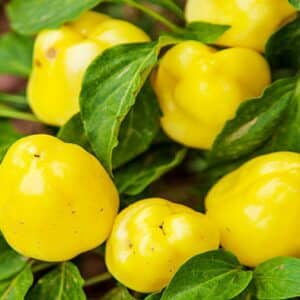Graines de Capsicum frutescens - graines de Piment 'Bonbon'