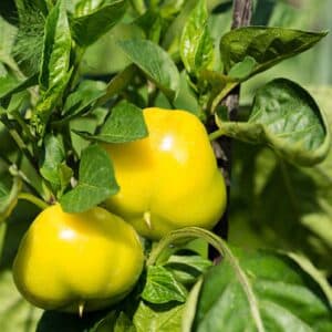 Graines de Capsicum frutescens - graines de Piment 'Bonbon'