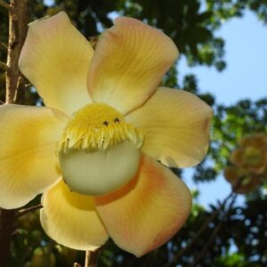 Graines de Couroupita nicaraguarensis - graines de zapote de mico