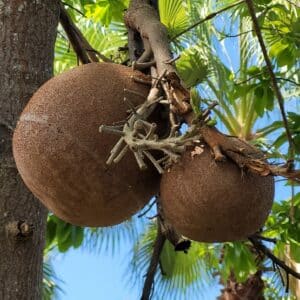 Graines de Couroupita nicaraguarensis - graines de zapote de mico