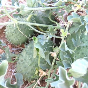 Graines de Cucumis Carolinus - graines de Concombre de caroline