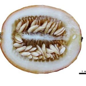 Graines de Cucumis melo 'Plum Granny'(Queen Annes Pocket) - graines de melon de poche