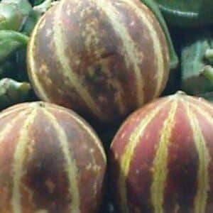 Graines de Cucumis melo 'Plum Granny'(Queen Annes Pocket) - graines de melon de poche