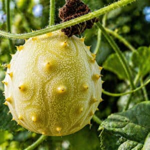 Fruits de Cucumis metuliferus 'Jelly Round', Infrutescence de Kiwano 'Jelly Round', Graines de Cucumis metuliferus, Graines de Kiwano 'Jelly Round'