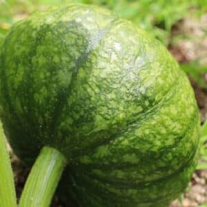 Graines de Cucurbita maxima - graines de Courge 'Green Delicious'