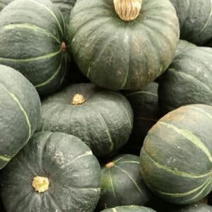 Graines de Cucurbita maxima - graines de Courge Green Delicious