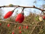Infrutescence de Lycium barbarum, Baies de Goji