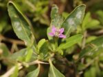Lycium barbarum en fleur, Floraison et feuillage de Goji