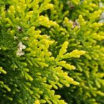 Graines de Platycladus orientalis 'Compacta' - graines de Cyprès de Chine nain
