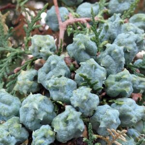 Graines de Platycladus orientalis 'Compacta' - graines de Cyprès de Chine nain