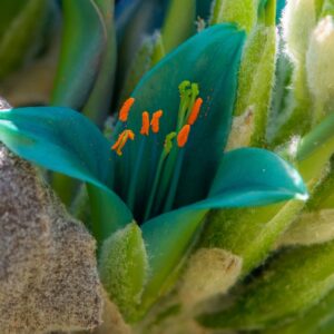 Détails d'une fleur de Puya alpestris ou Puya alpestre, Graines de Puya alpestris, Graines de Puya alpestre