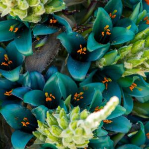 Inflorescence de Puya alpestris, Fleurs de Puya alpestre, Graines de Puya alpestris, Graines de Puya alpestre