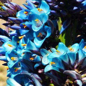 Graines de Puya weddelliana - graines de puya