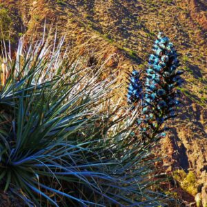 Graines de Puya weddelliana - graines de Puya