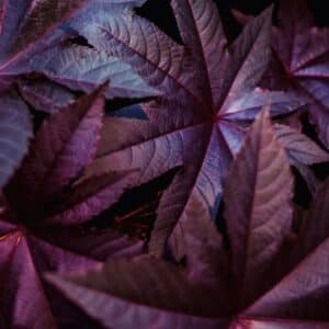Graines de Ricinus communis cv. Sanguineus - graines de Ricin sanguin