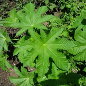 Feuillage de Ricinus communis, Feuilles du Ricin commun
