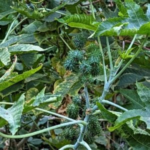 Feuillage et infrutescence de Ricinus communis, Feuilles et fruits du Ricin commun