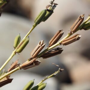 Graines de Sesamum indicum - graines du Sésame