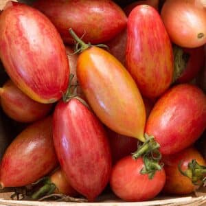Graines de Solanum lycopersicum - graines de tomate 'Artisan Pink Tiger'