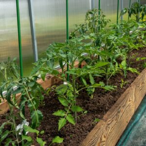 Graines de Solanum lycopersicum - graines de tomate 'Artisan Pink Tiger')