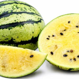 Citrullus lanatus Cream of Saskatchewan, Pastèque Crème de Saskatchewan, Fruits de pastèque 'Cream of Saskatchewan'