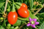 Goji, Lycium barbarum, Fruits et fleur de Lyciet commun, Baies de Goji, Baies de Lycium barbarum, Baies et fruits de Lyciet commun