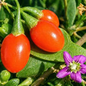 Goji, Lycium barbarum, Fruits et fleur de Lyciet commun, Baies de Goji, Baies de Lycium barbarum, Baies et fruits de Lyciet commun